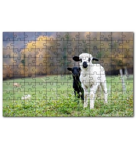 Cakapuzzle Çayırda Beyaz ve Siyah Kuzular Flu Arkaplan Puzzle Yapboz MDF (Ahşap) (120 Parça)