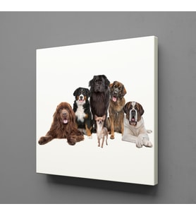 KÖPEK TOPLULUĞU KANVAS TABLO 150x150cm