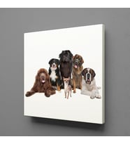 KÖPEK TOPLULUĞU KANVAS TABLO 150x150cm