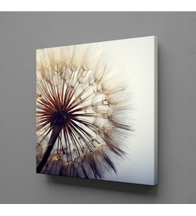 KARAHİNDİBA ÇİÇEĞİ RESİMLERİ KANVAS TABLO 160x160cm