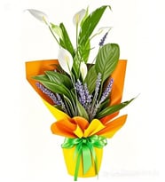 BUKET KAGIDINDA SPATİFİLYUM TASARIM
