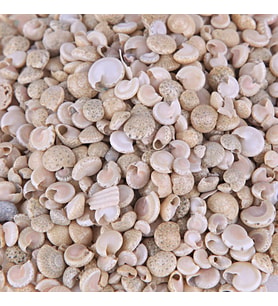 Umbinium Beyaz Kiloluk Deniz Kabuğu (1 KG)