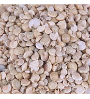 Umbinium Beyaz Kiloluk Deniz Kabuğu (1 KG)