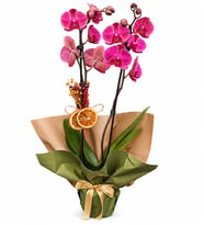 BUKET KAGIDINDA MOR İKİ DAL ORKİDE TASARIM