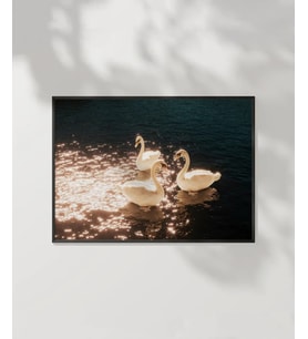 Swanlar Gölü Poster