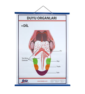 DUYU ORGANLARI LEVHASI DİL