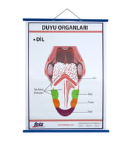 DUYU ORGANLARI LEVHASI DİL