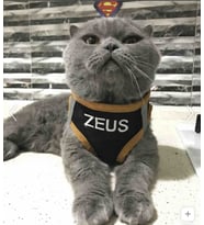 KEDİ TASMASI İSME ÖZEL (Siyah)