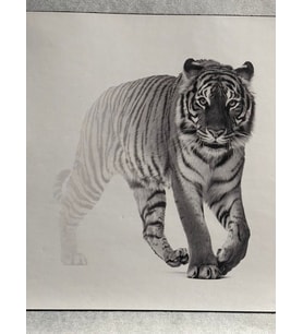 20X20 CM 3 D ÜTÜ İLE YAPIŞAN ASLAN APLİKE BASKI TİŞÖRT BASKI ARMA DİKİŞ HOBİ