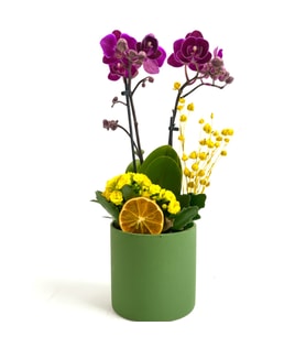 Yeşil Saksıda Mini Mor Orkide ve Sarı Kalanchoe