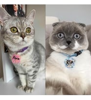 "Pati" Şeklinde Tasma - Zilli - Ayarlanabilir - Isimli Kedi Tasması / Küçük-Orta Irk Köpek Tasması