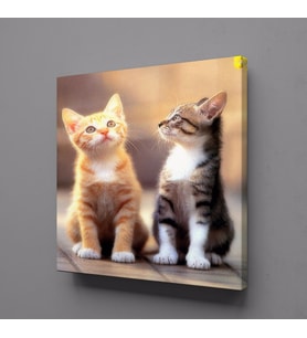 FARKLI RENKTE KEDİ KANVAS TABLO 90x90cm (Karışık)