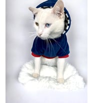 Neo Tommie Kapşonlu Kedi Sweatshirt Kedi Kıyafeti Kedi Elbisesi Kedi Giyim  (Lacivert)