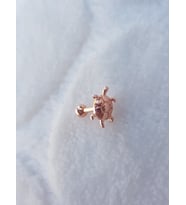 Tragus Küpe Piercing Çelik