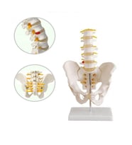 Pelvis (Leğen) Maketi Model 31