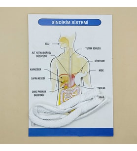 Sindirim Sistemi Modeli Deney Seti