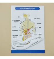 Sindirim Sistemi Modeli Deney Seti