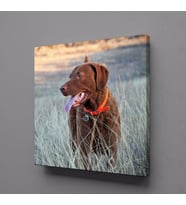 KAHVERENGİ KÖPEK KANVAS TABLO 70x70cm (Karışık)