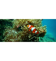 Kanki Pet KP1556515 Akvaryum Arka Fon Yapıştırma 155 x 65 CM