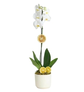 Lemon İce Orkide