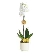 Lemon İce Orkide