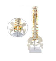 Tam Boy Femur Eklemli Omurga İskeleti 45 Cm (Omurilik ve Sinir) Model 22