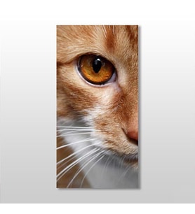 Kedi Kanvas Tablo 80x120cm (Karışık)