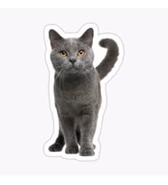 British Shorthair Kedi Araba Oto Sticker Yapıştırma Etiket 17CM q4