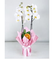 Pembe Kağıtlı Saksıda Beyaz Çiftli Orkide