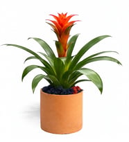 Beton Saksıda Guzmania Bitkisi