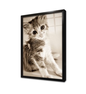 Kedi Yavrusu Çerçeveli Cam Tablo