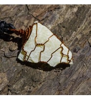 Zebercet (Peridot) Kolye