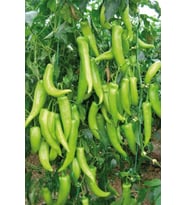 Çarliston Biber Tohumu 10 Gr