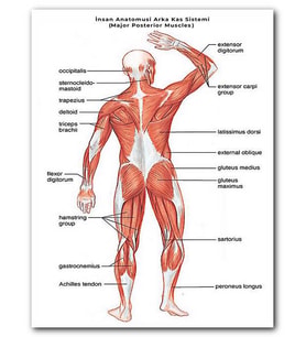 Cakatablo MDF (Ahşap) Tablo İnsan Anatomusi Arka Kas Sistemi