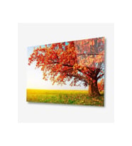 Doğa Cam Tablo 4mm Dayanıklı Temperli Cam (Çok Renkli)