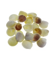 100gr. 3-4cm White Cockles Doğal Deniz Kabuğu