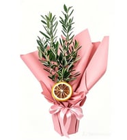 Lemon Ice Zeytin Bonsai Ağacı