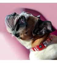 Köpek Boyun Tasması – Geri Dönüştürülmüş, Ayarlanabilir, Emniyet Tokalı – Küçük ve Büyük Irklar için – Tüy Toplamaz, Yıkanabilir, AirTag & İsimlik Uyumlu,Travel,Small