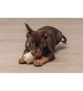 Beeztees Yavru Köpek Sumo Mını Dental Oyuncak Xs 3-6 kg