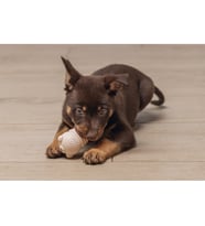 Beeztees Yavru Köpek Sumo Mını Dental Oyuncak Xs 3-6 kg