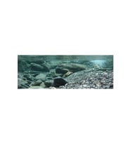 Kanki Pet KP18565031 Akvaryum Arka Fon Yapıştırma 185 x 65 CM