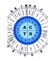 Dna, Genetik Kod, Daire, Gen, Kodon, Amino Asit. Tablo Ahşap Poster Dekoratif