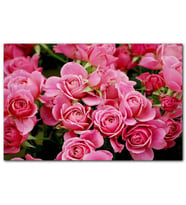 Cakatablo Pembe Güller MDF Tablo