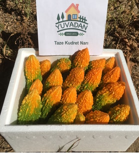 1.5 Kg Taze Kudret Narı Meyvesi - Tarladan Doğal Mahsul Zeytinyağlı Ballı Macun Yapımına Uygun Karela Bitter Gourd Melon