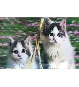 3 Boyutlu Resim Sevimli Kediler İkili Kedi Resmi Tablosu 40x60 Cm