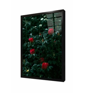 Tablosan Kırmızı Güller Çerçeveli Cam Tablo