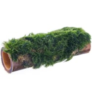 Moss Bambu Canlı Bitki