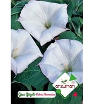 Gece Güzeli Tohumu Datura Stramonium 15 Adet