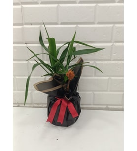 Beykoz yucca2