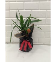 Beykoz yucca2
